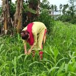 सुदूरपूर्वका राई सुदूरपश्चिममा सम्मानित