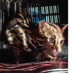 लोकतन्त्र बलियो भयो भने मात्रै श्रम आन्दोलन बलियो हुन्छ: बिनोद श्रेष्ठ